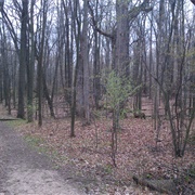 Waterloo State Forest