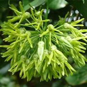 Latok (Telosma Procumbens)