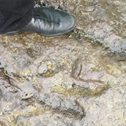 Dinosaur Footprints of Holyoke