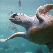 Loggerhead Sea Turtle