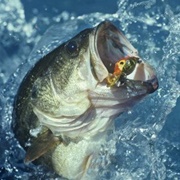 Large Mouth Bass