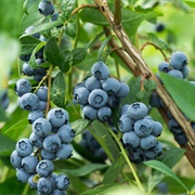 Blueberry