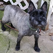 Scottie Schnauzer