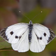 Large White