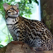 Ocelot