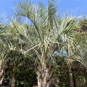 South American Jelly Palm (Butia Odorata)