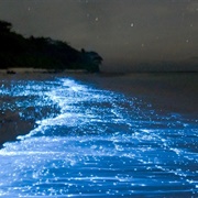 Visit a Bioluminescent Body of Water