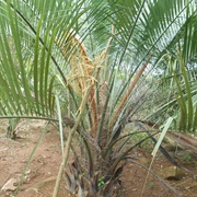 Boquierinho (Butia Arenicola)