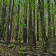 Polipoli Spring State Recreation Area