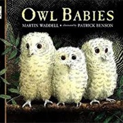 Owl Babies