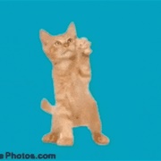 Dancing Cats - Go Kitty Go