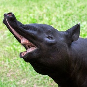 Tapir
