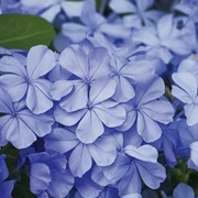 Periwinkle