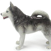 Toy Alaskan Husky