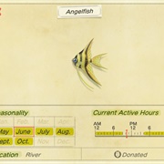 Angelfish