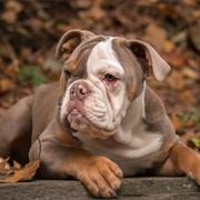 Bulldog
