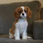 Cavalier King Charles Spaniel
