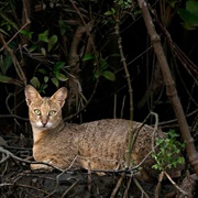 Jungle Cat