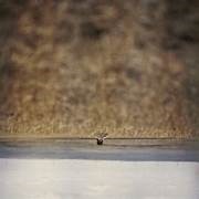 Jim O'Rouke - Hands That Bind