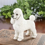 Toy Poodle