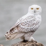 Snowy Owl