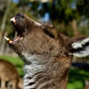 Kangaroo