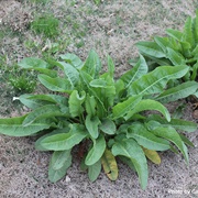 Curled Dock (Small Leaves)