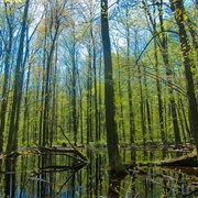 Fowler Woods State Nature Preserve