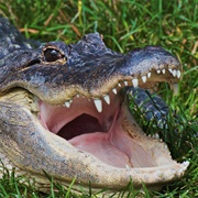 Alligator