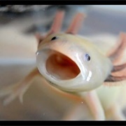Axolotl