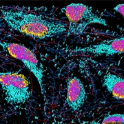 How Hela Cells Work
