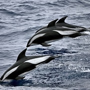 Hourglass Dolphin
