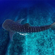 See a Wild Whale Shark