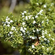 One-Seed Juniper Berry (Juniperus Monosperma)