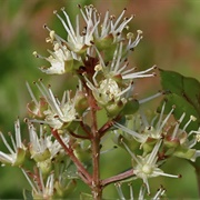 Henna (Quran Verse 1)