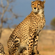 See Cheetah in the Wild