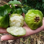 Cambuci (Campomanesia Phaea)