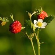 Wild Strawberry (Fragaria Vesca)