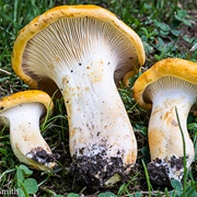 Cantharellus Phasmatis