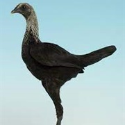 Birchen Modern Game Bantam