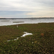 Cypress "Ghost Swamp"