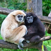 Gibbon