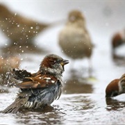 A Host of Sparrows