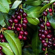 Cherry Laurel (Prunus Laurocerasus)