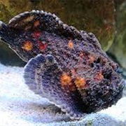Deadliest Fish-Stonefish