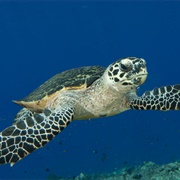Hawksbill Sea Turtle