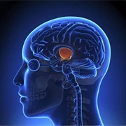 Thalamus