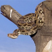 Indian Python