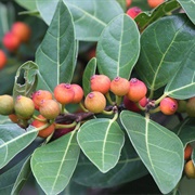 White Sandpaper Fig (Ficus Fraseri)
