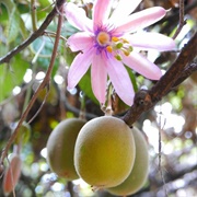 Curuba (Passiflora Tripartita)